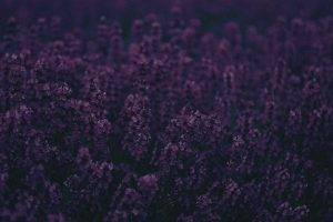 nature, Purple Flowers, Flowers, Lavender