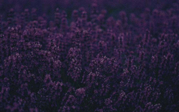 nature, Purple Flowers, Flowers, Lavender HD Wallpaper Desktop Background