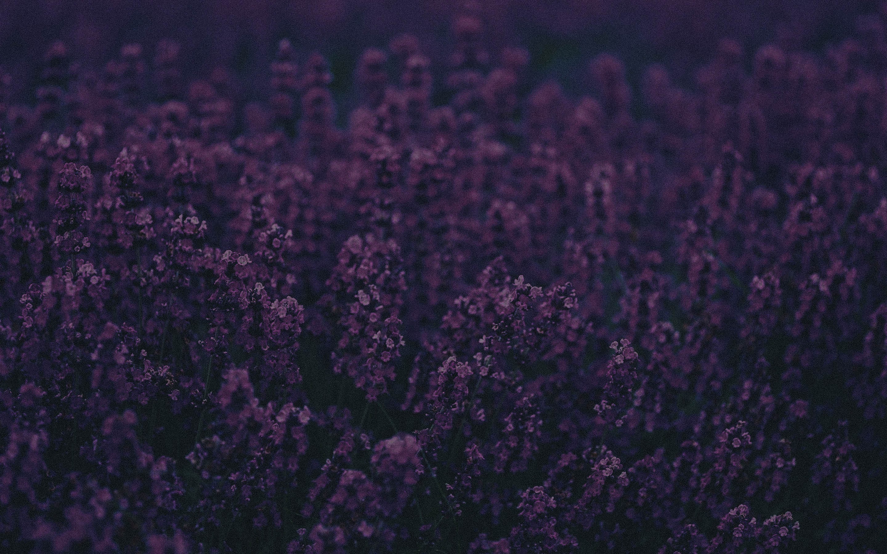 nature, Purple Flowers, Flowers, Lavender Wallpaper