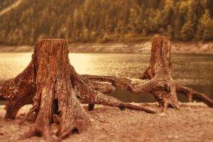 nature, Log, Tree Stump, Lake