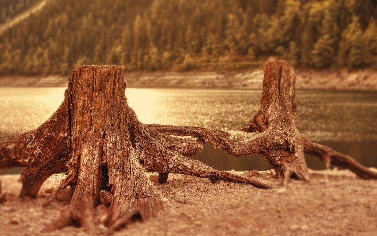 nature, Log, Tree Stump, Lake HD Wallpaper Desktop Background