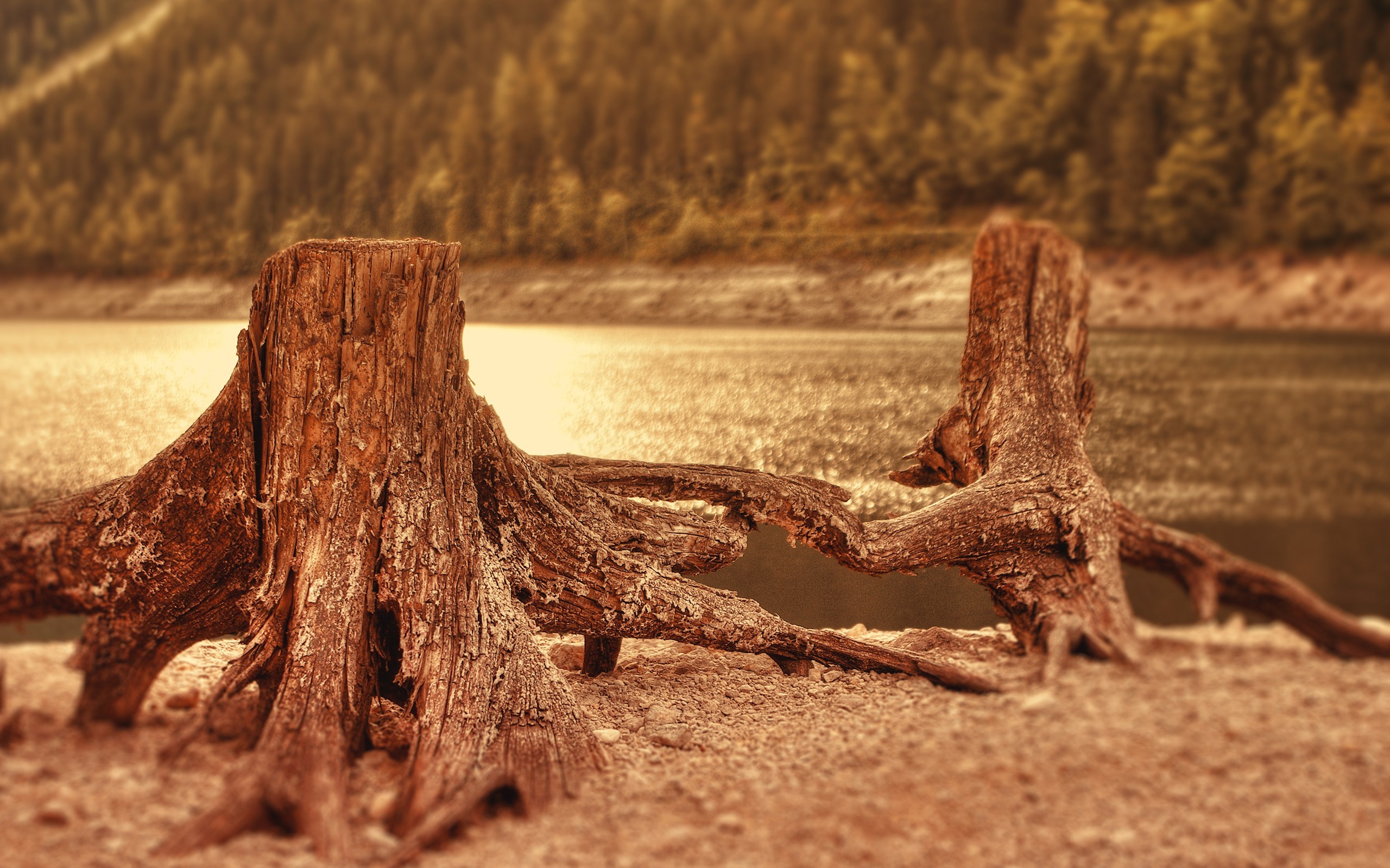 nature, Log, Tree Stump, Lake Wallpaper
