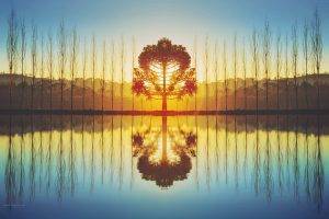 nature, Symmetry, Sunlight, Trees, Reflection