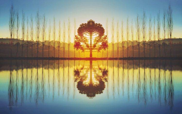 nature, Symmetry, Sunlight, Trees, Reflection HD Wallpaper Desktop Background