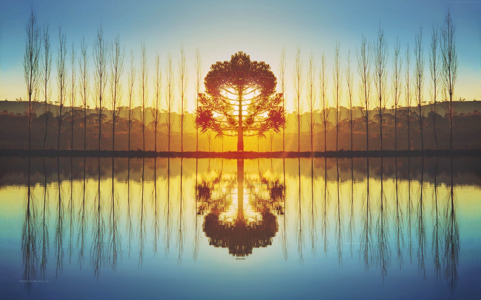 nature, Symmetry, Sunlight, Trees, Reflection Wallpapers HD / Desktop