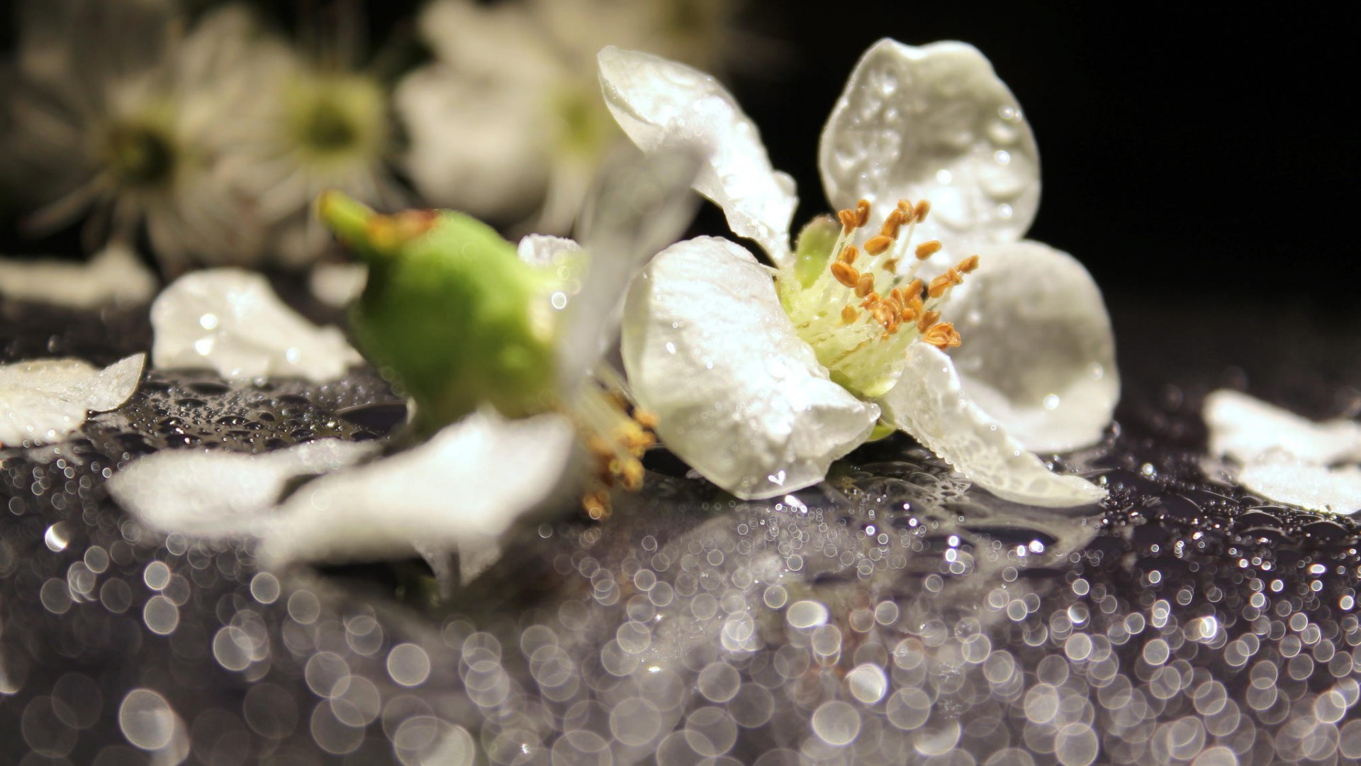 depth Of Field, Flowers, Dew, Bokeh, Water Drops Wallpaper