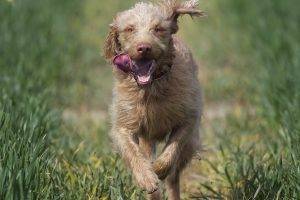 tongues, Running, Animals, Dog, Depth Of Field, Grass