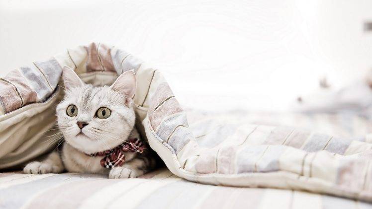 cat, Bedrooms, Blankets, Animals HD Wallpaper Desktop Background