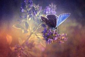 butterfly, Flowers, Texture, Insect, Nature
