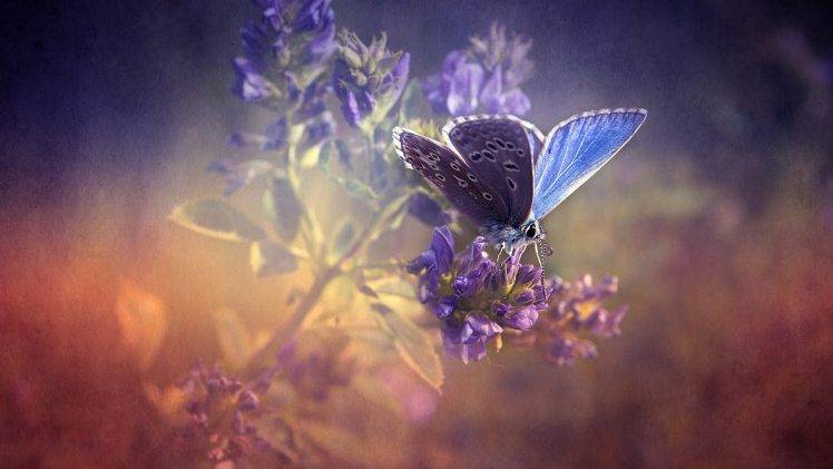 butterfly, Flowers, Texture, Insect, Nature HD Wallpaper Desktop Background