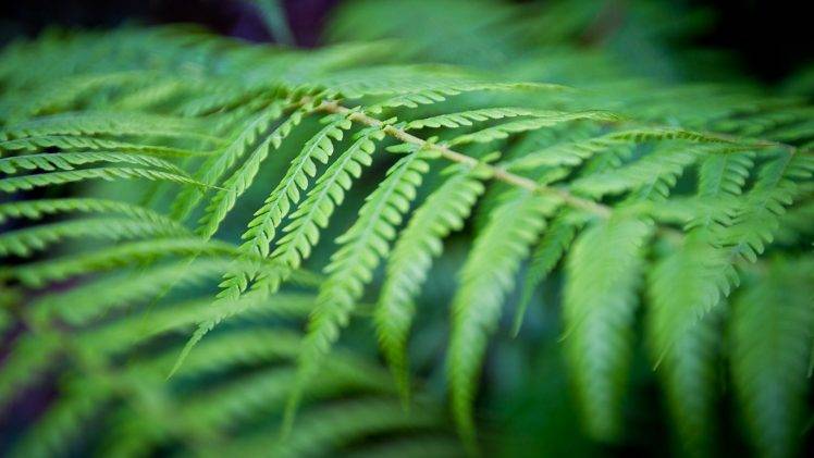 macro, Ferns, Nature, Leaves HD Wallpaper Desktop Background