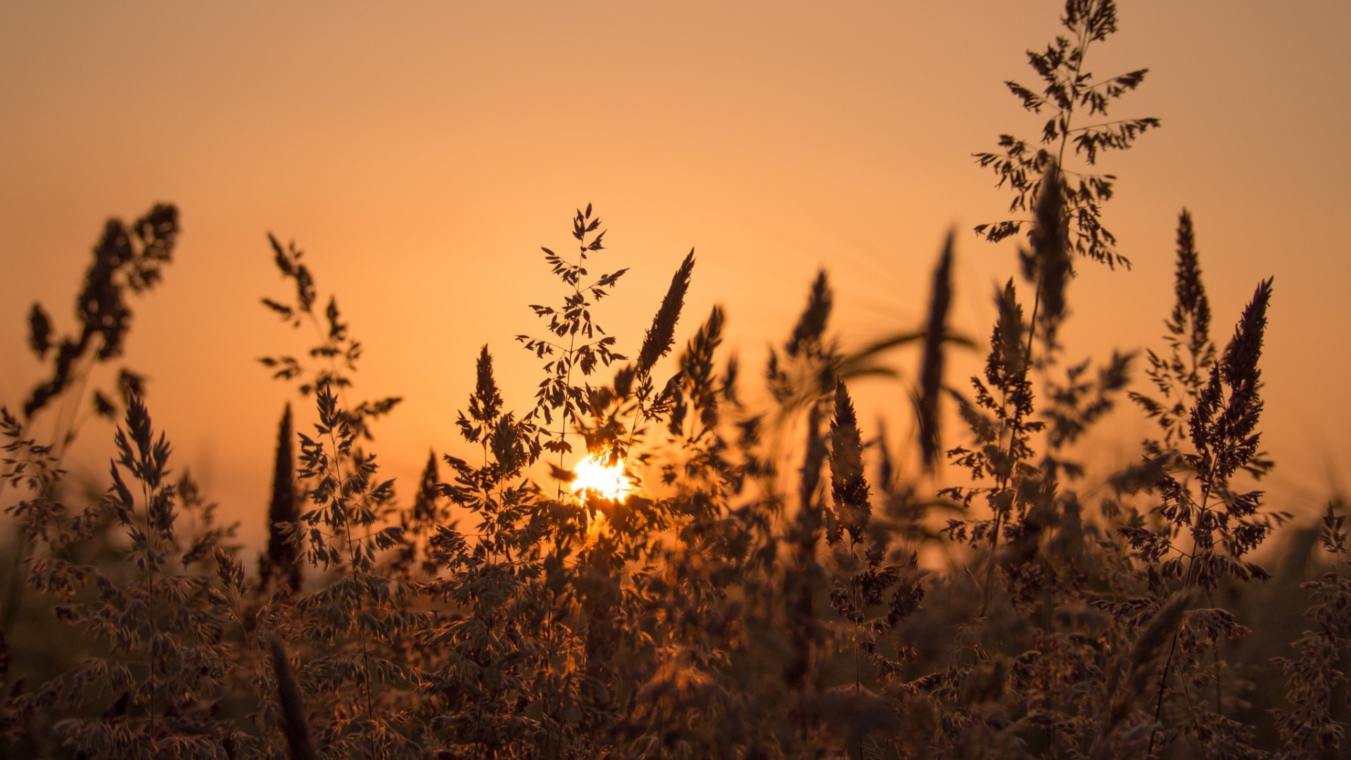 sunlight, Plants, Nature, Depth Of Field Wallpaper