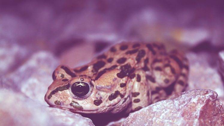 filter, Animals, Frog, Rock, Amphibian HD Wallpaper Desktop Background