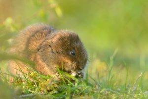 animals, Mice, Grass