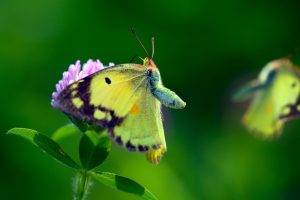 macro, Insect, Flowers, Butterfly