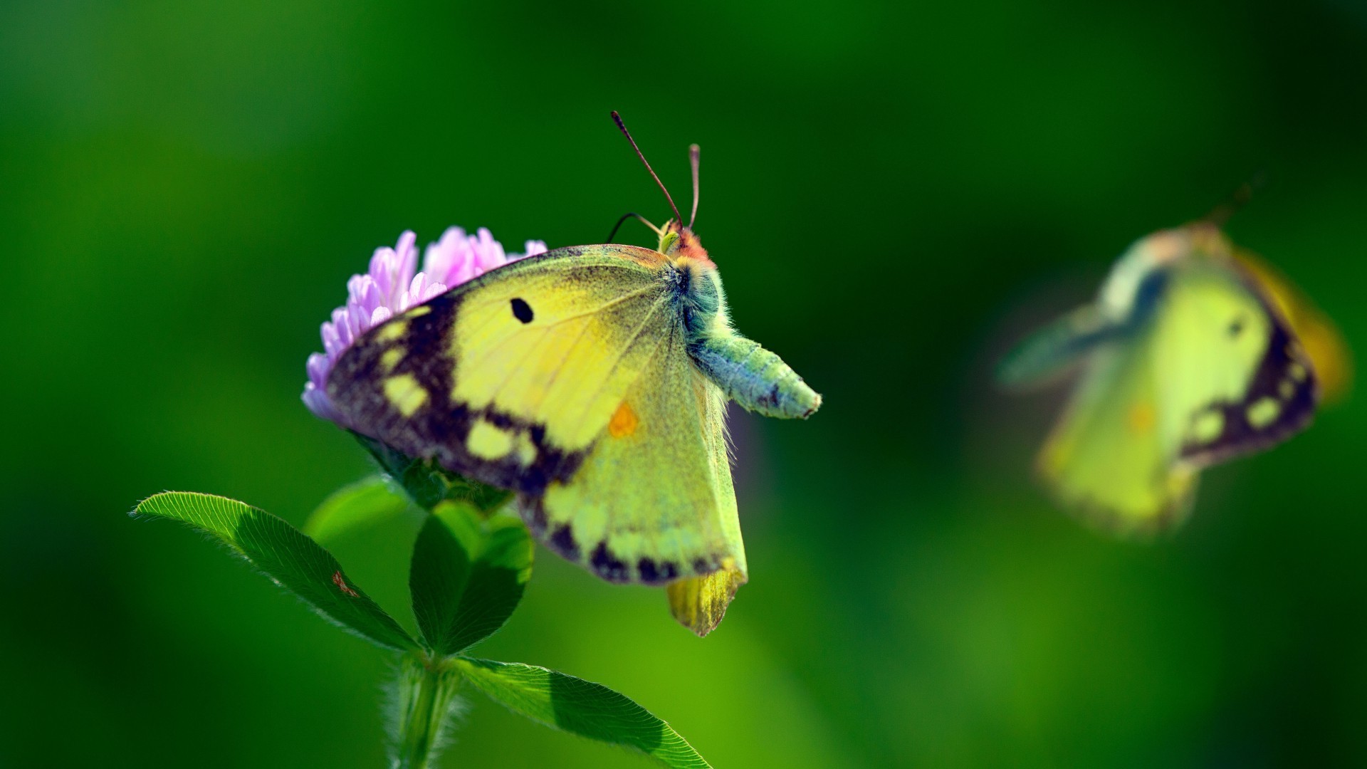 macro, Insect, Flowers, Butterfly Wallpaper