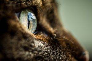 animals, Cat, Eyes