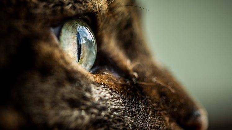 animals, Cat, Eyes HD Wallpaper Desktop Background