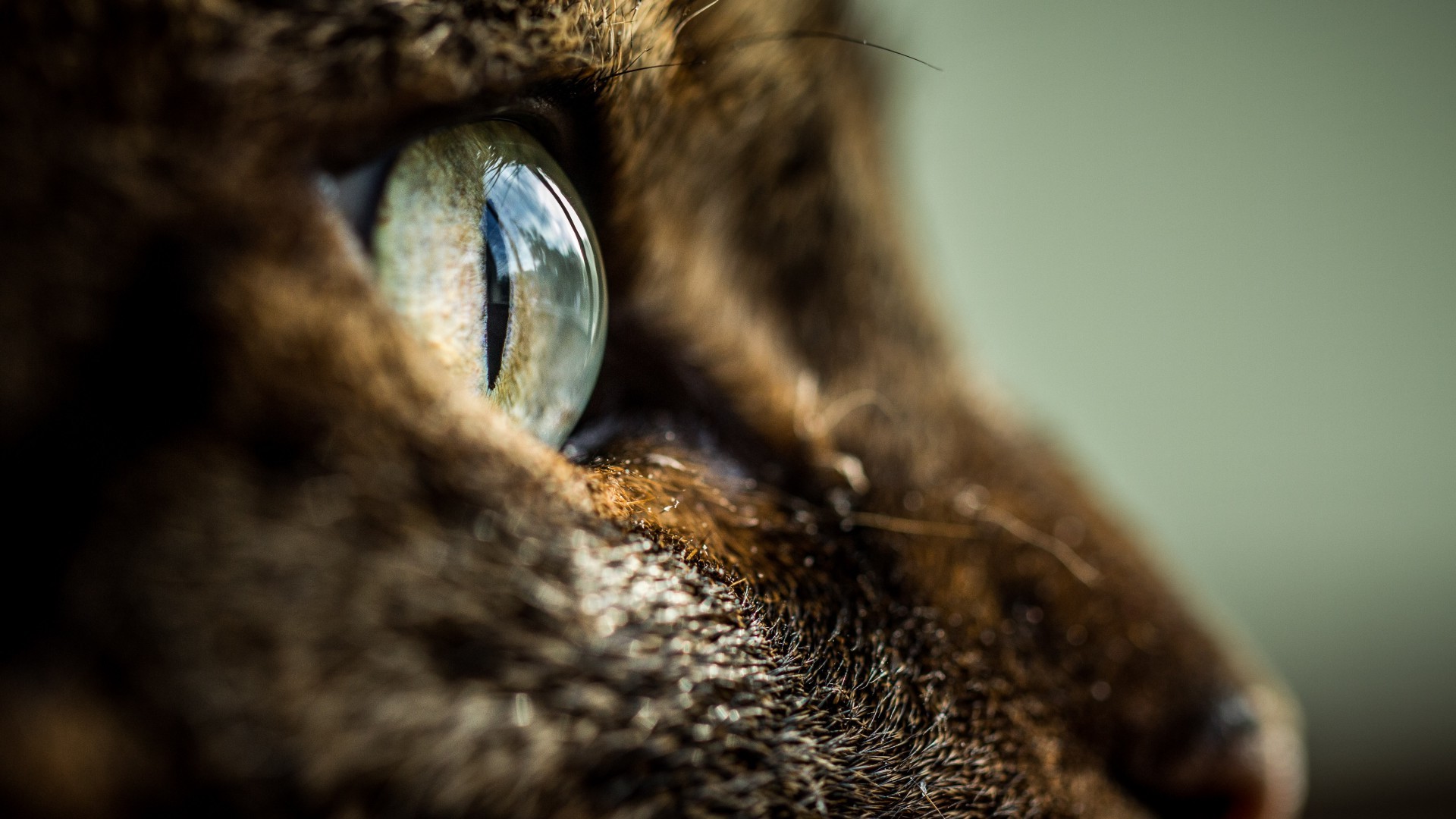 animals, Cat, Eyes Wallpaper