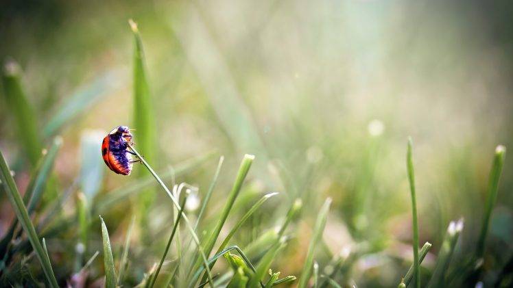 ladybugs, Grass, Insect, Macro, Nature HD Wallpaper Desktop Background