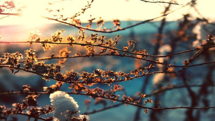 nature, Sunlight, Branch, Depth Of Field, Winter HD Wallpaper Desktop Background