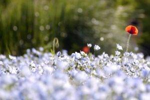 flowers, Depth Of Field, Nature, Bokeh, Blue Flowers