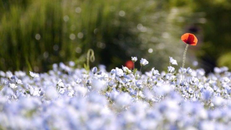 flowers, Depth Of Field, Nature, Bokeh, Blue Flowers HD Wallpaper Desktop Background