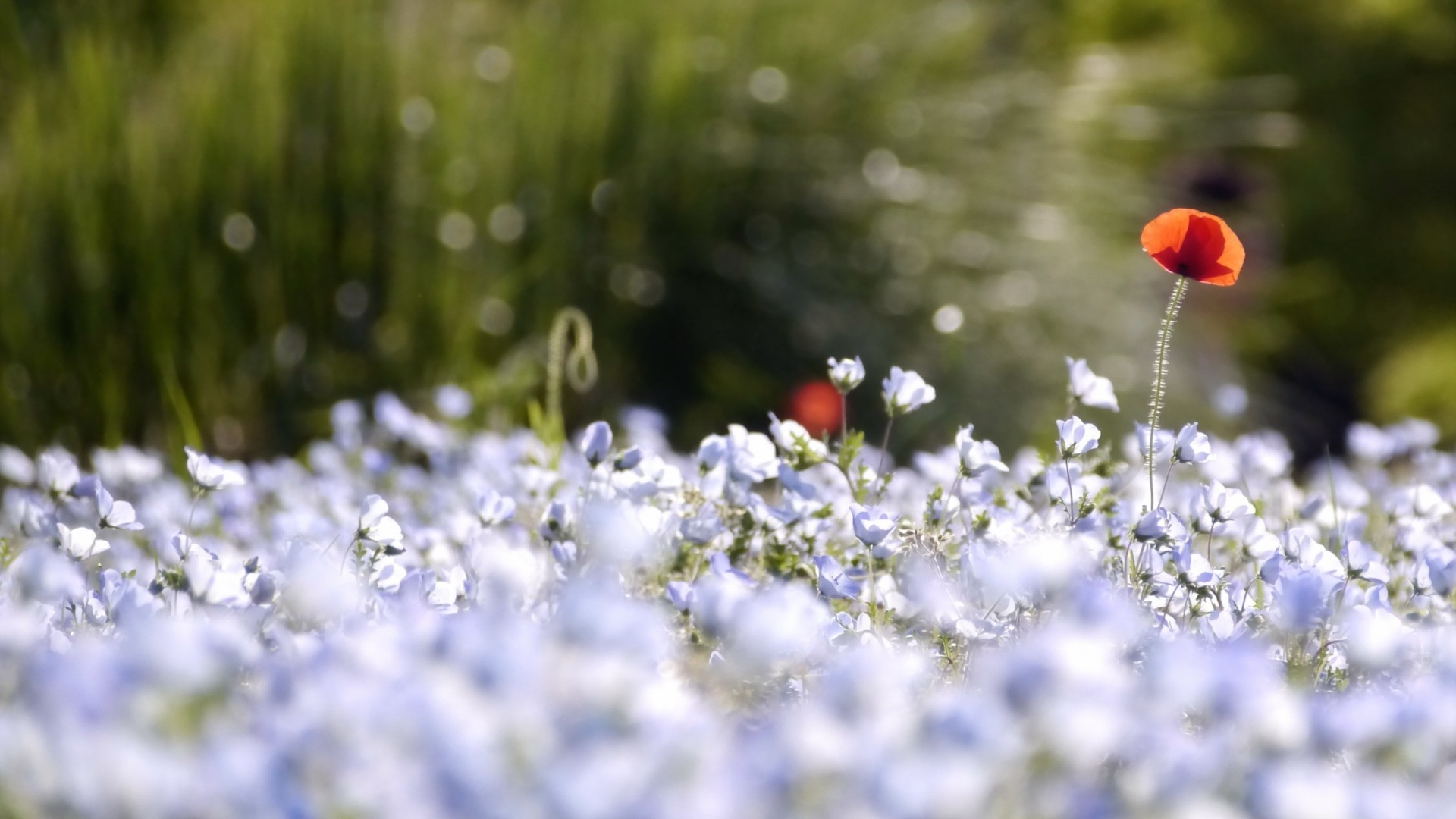 flowers, Depth Of Field, Nature, Bokeh, Blue Flowers Wallpaper