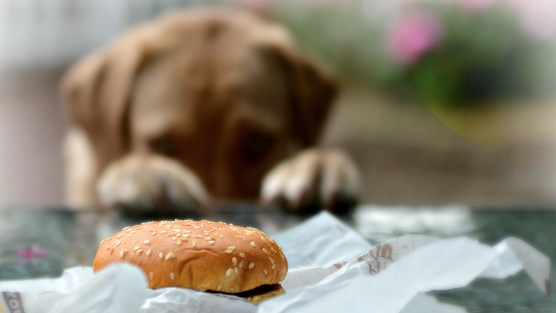 animals, Dog, Blurred, Burgers Wallpaper
