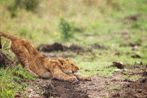 lion, Baby Animals, Animals, Rain, Stretching