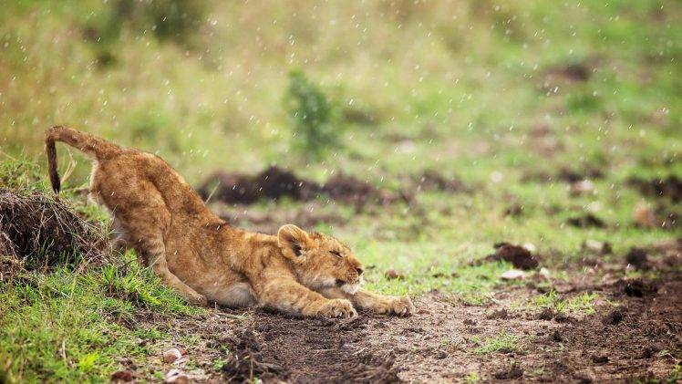 lion, Baby Animals, Animals, Rain, Stretching HD Wallpaper Desktop Background