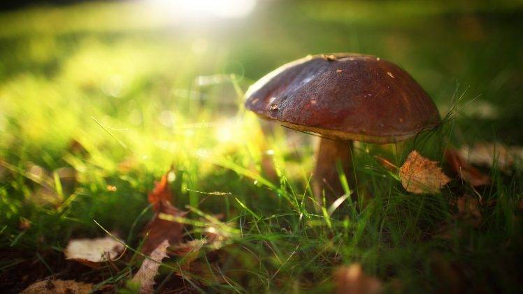 nature, Mushroom, Grass, Leaves HD Wallpaper Desktop Background