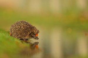 water, Animals, Reflection, Hedgehog