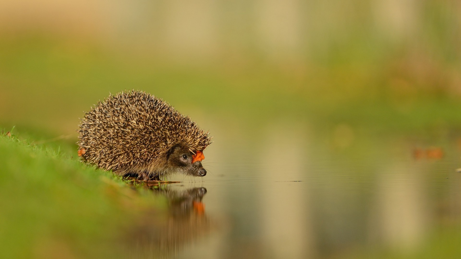 water, Animals, Reflection, Hedgehog Wallpaper
