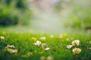 depth Of Field, Grass, Leaves, Nature