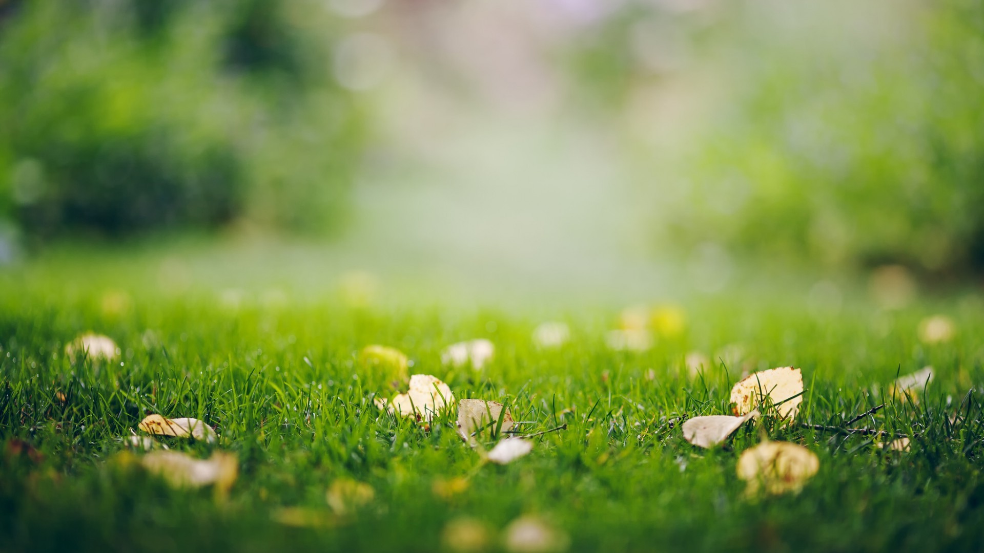 depth Of Field, Grass, Leaves, Nature Wallpaper