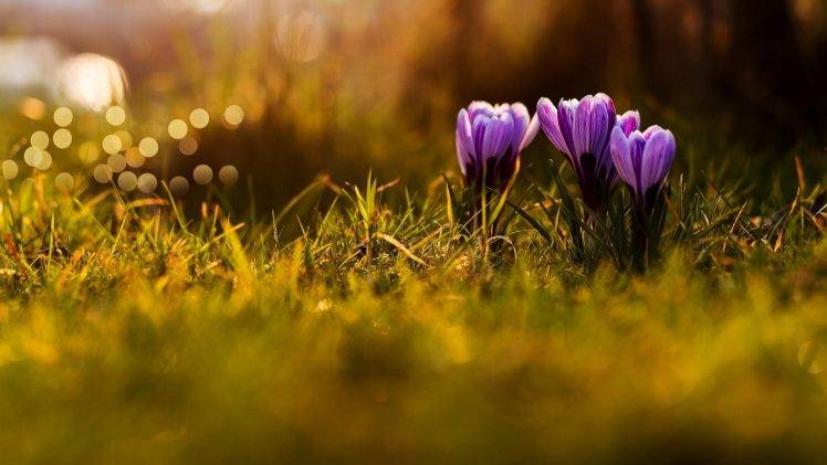flowers, Grass, Crocuses, Purple Flowers HD Wallpaper Desktop Background