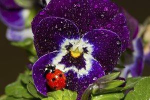 nature, Ladybugs, Insect, Macro, Flowers, Water Drops, Purple Flowers, Pansies