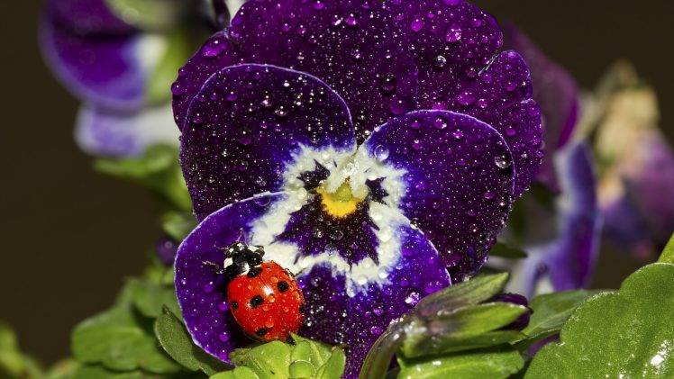 nature, Ladybugs, Insect, Macro, Flowers, Water Drops, Purple Flowers, Pansies HD Wallpaper Desktop Background