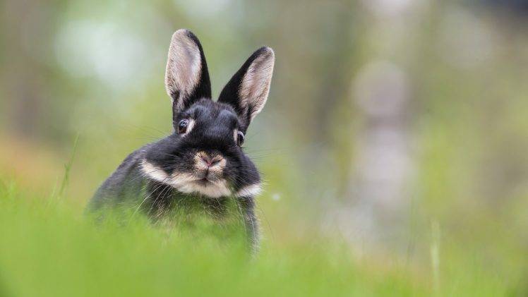 rabbits, Animals HD Wallpaper Desktop Background