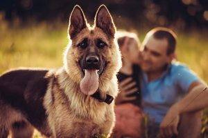 animals, Dog, Blurred, Families, German Shepherd