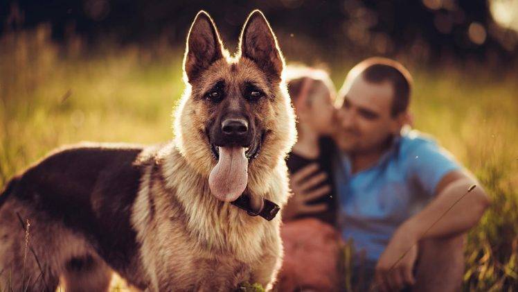 animals, Dog, Blurred, Families, German Shepherd HD Wallpaper Desktop Background