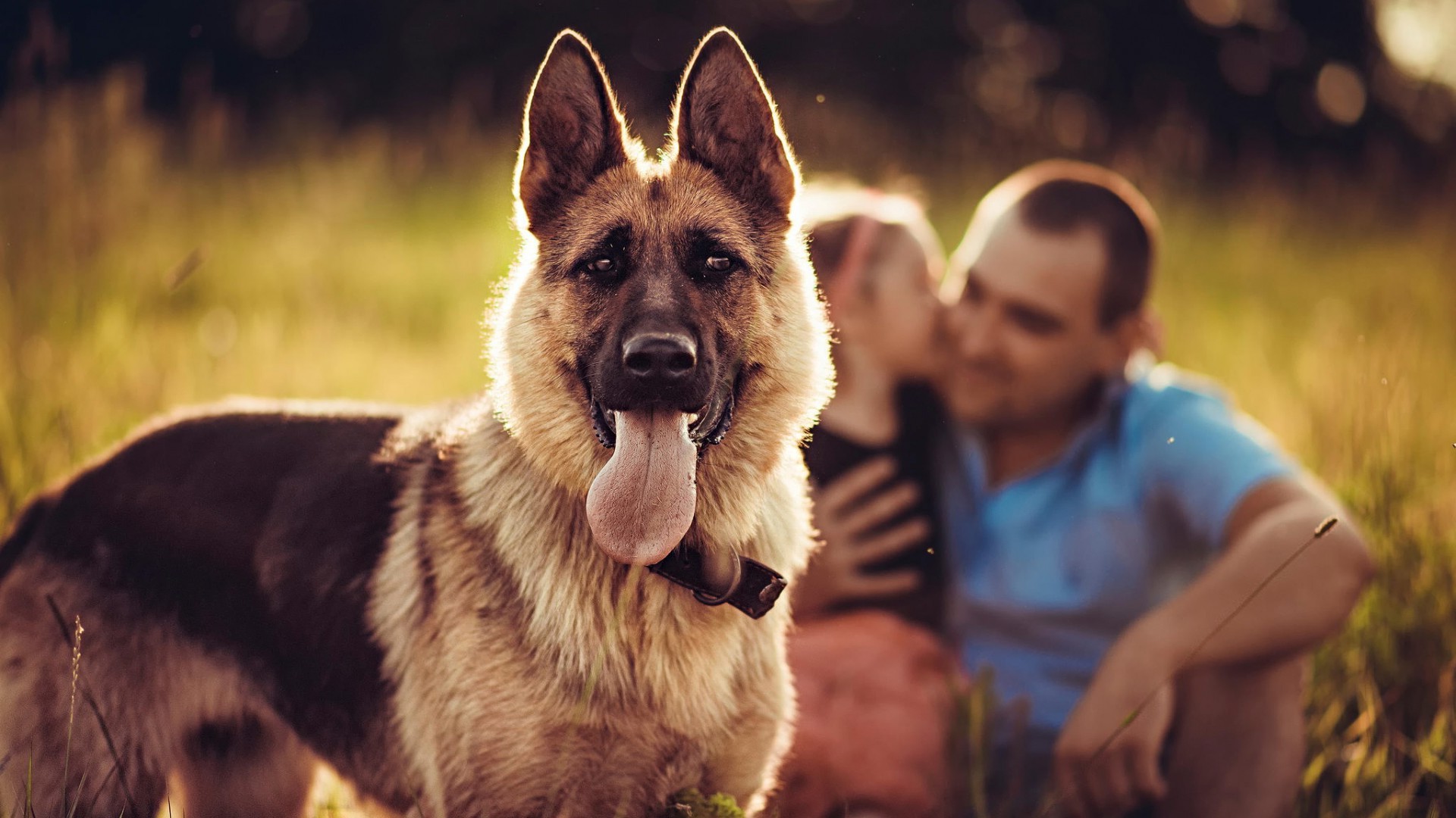 animals, Dog, Blurred, Families, German Shepherd Wallpaper