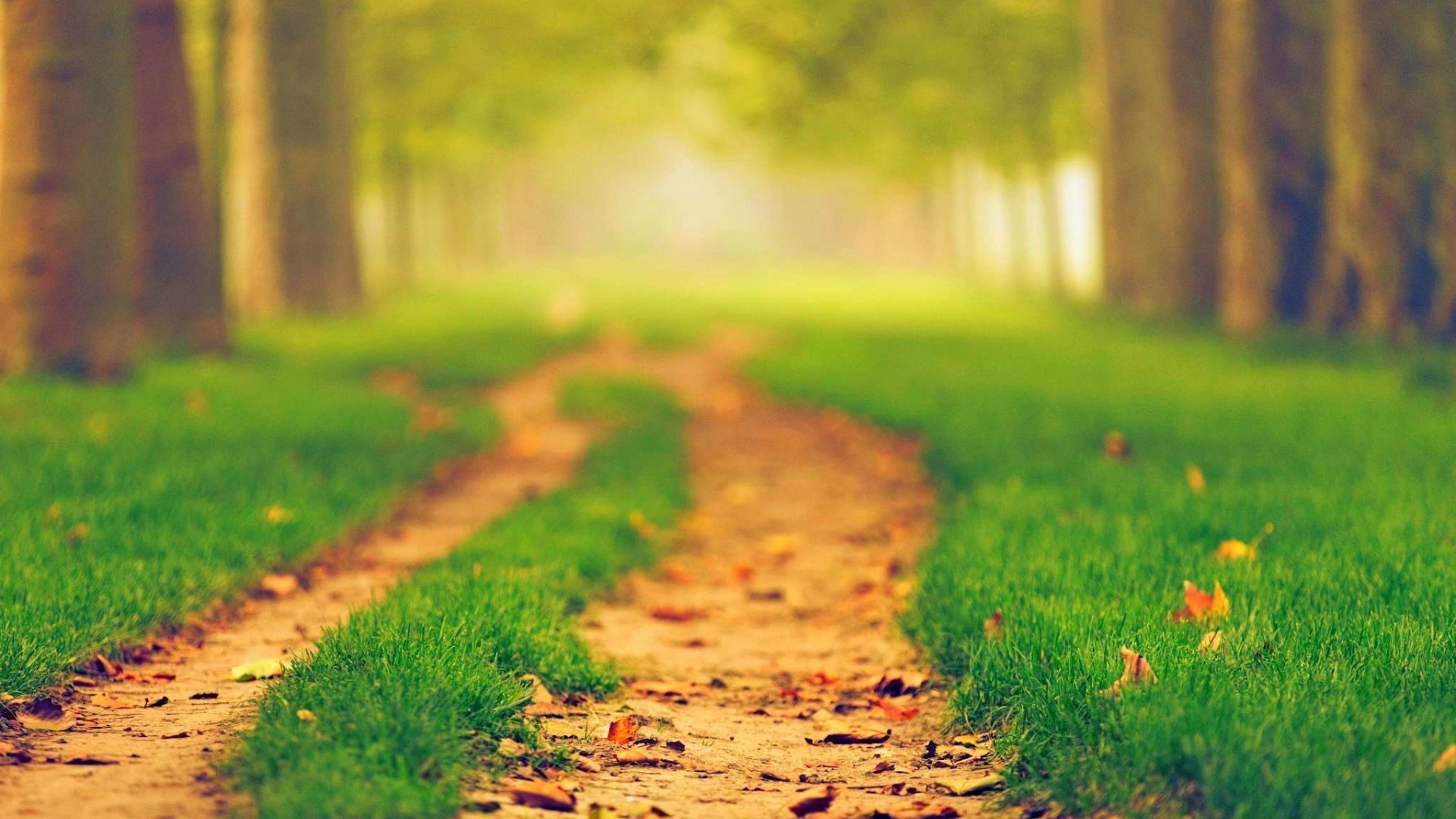 nature, Path, Blurred Wallpaper