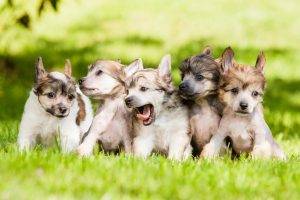 puppies, Baby Animals, Dog, Animals, Grass