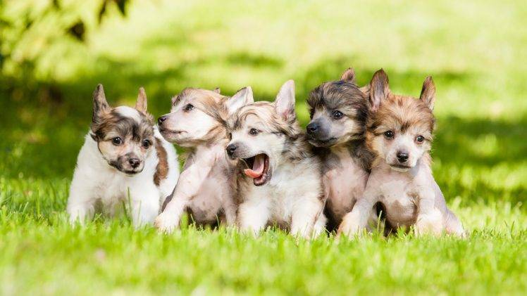 puppies, Baby Animals, Dog, Animals, Grass HD Wallpaper Desktop Background