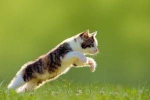 cat, Jumping, Animals, Grass, Green Background