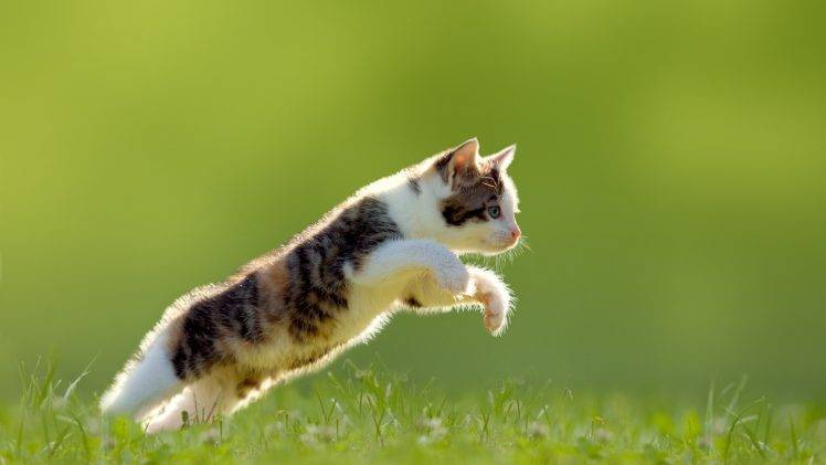 cat, Jumping, Animals, Grass, Green Background Wallpapers HD / Desktop and  Mobile Backgrounds