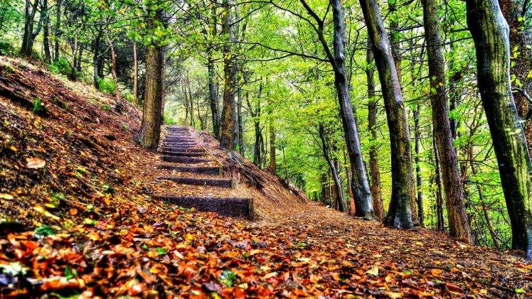 nature, Stairs, Forest HD Wallpaper Desktop Background