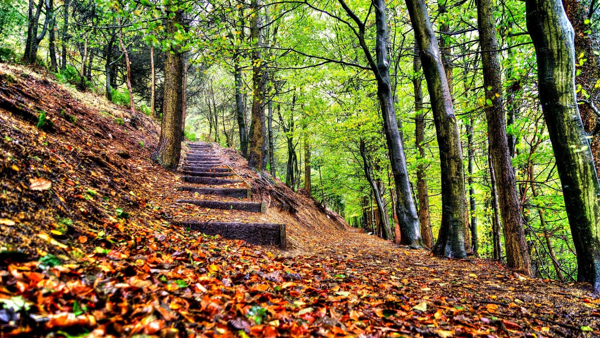 nature, Stairs, Forest Wallpapers HD / Desktop and Mobile Backgrounds